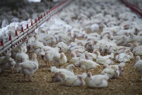 Fear of avian flu descends on B.C. farms as millions of chickens are killed